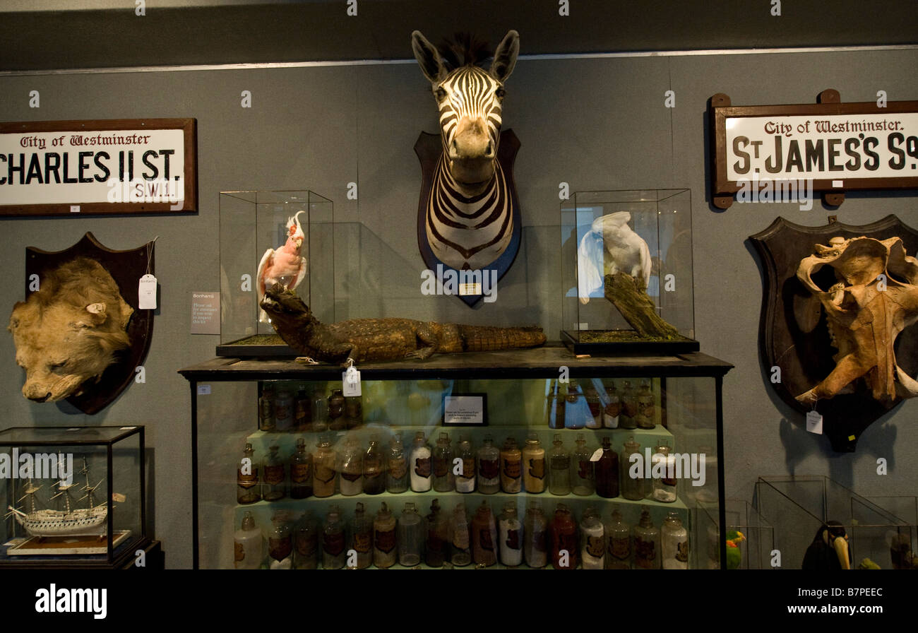 Trophies Among The Menagerie Of Animals From The Victorian And trophies-among-the-menagerie-of-animals-from-the-victorian-and