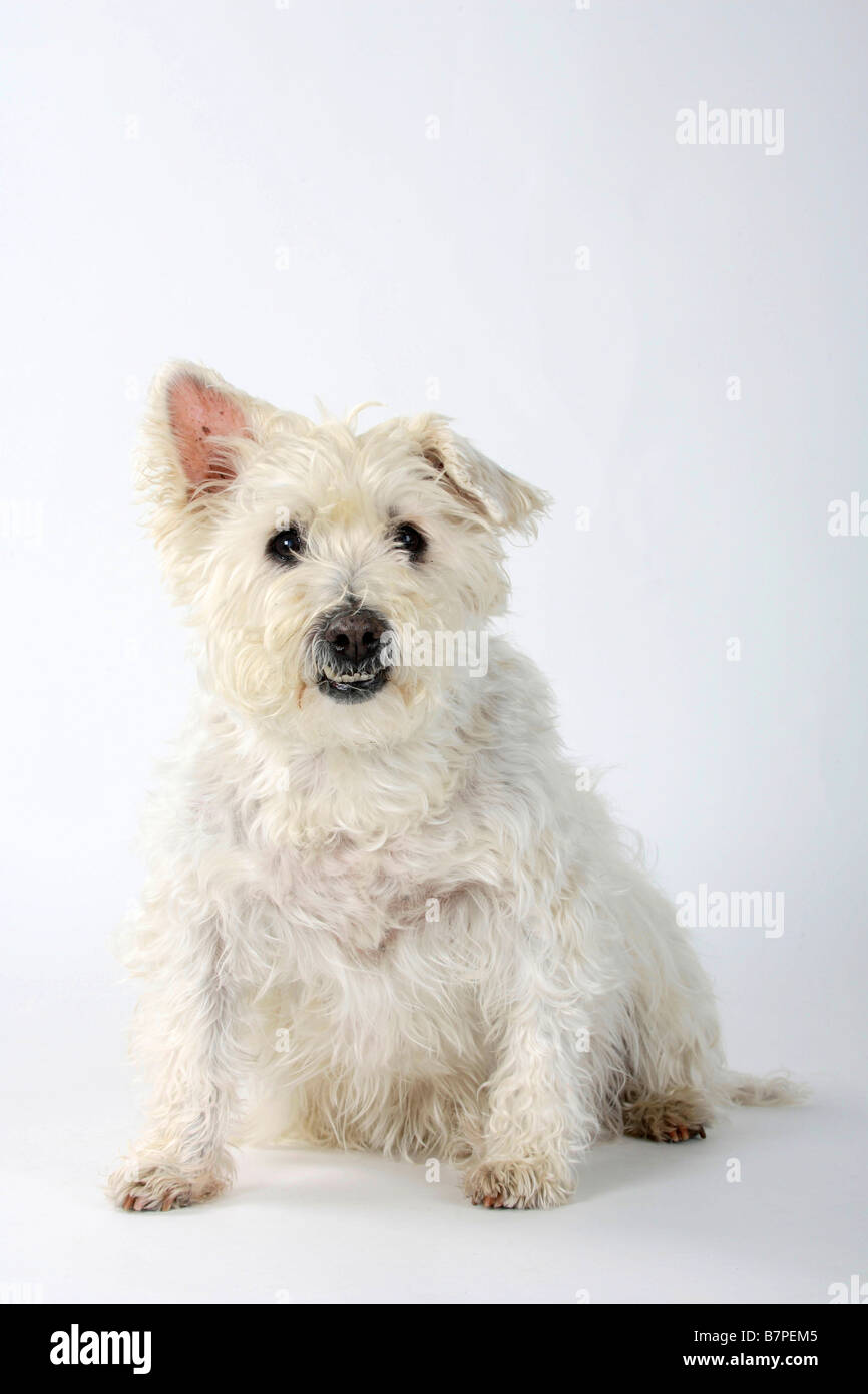 Mixed Breed Dog 14 years old tooth displacement Stock Photo