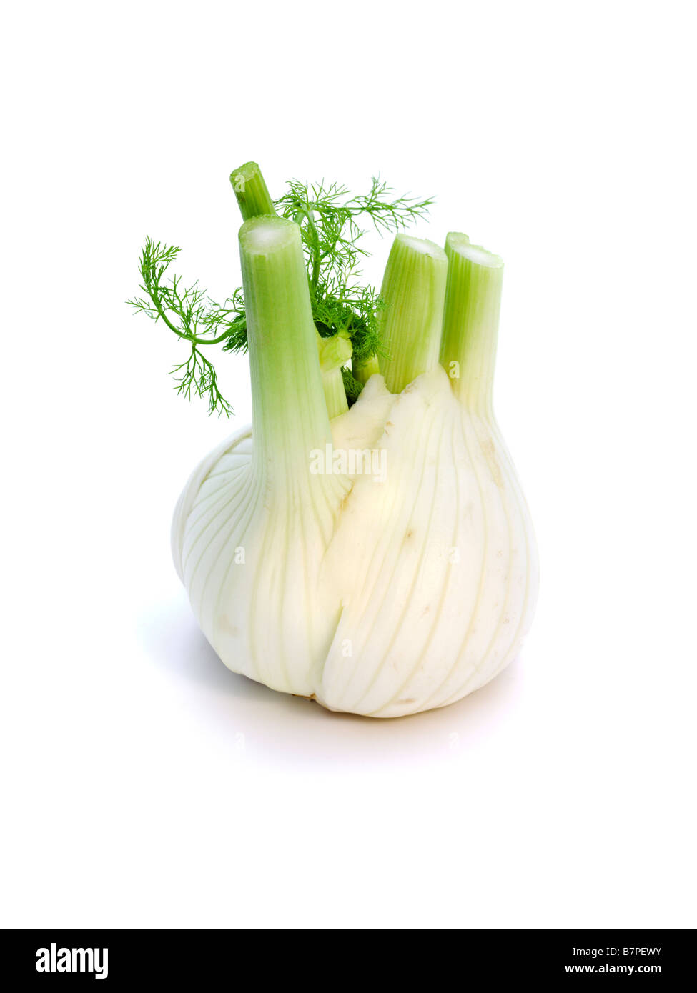 fennel bulb isolated on white background Stock Photo