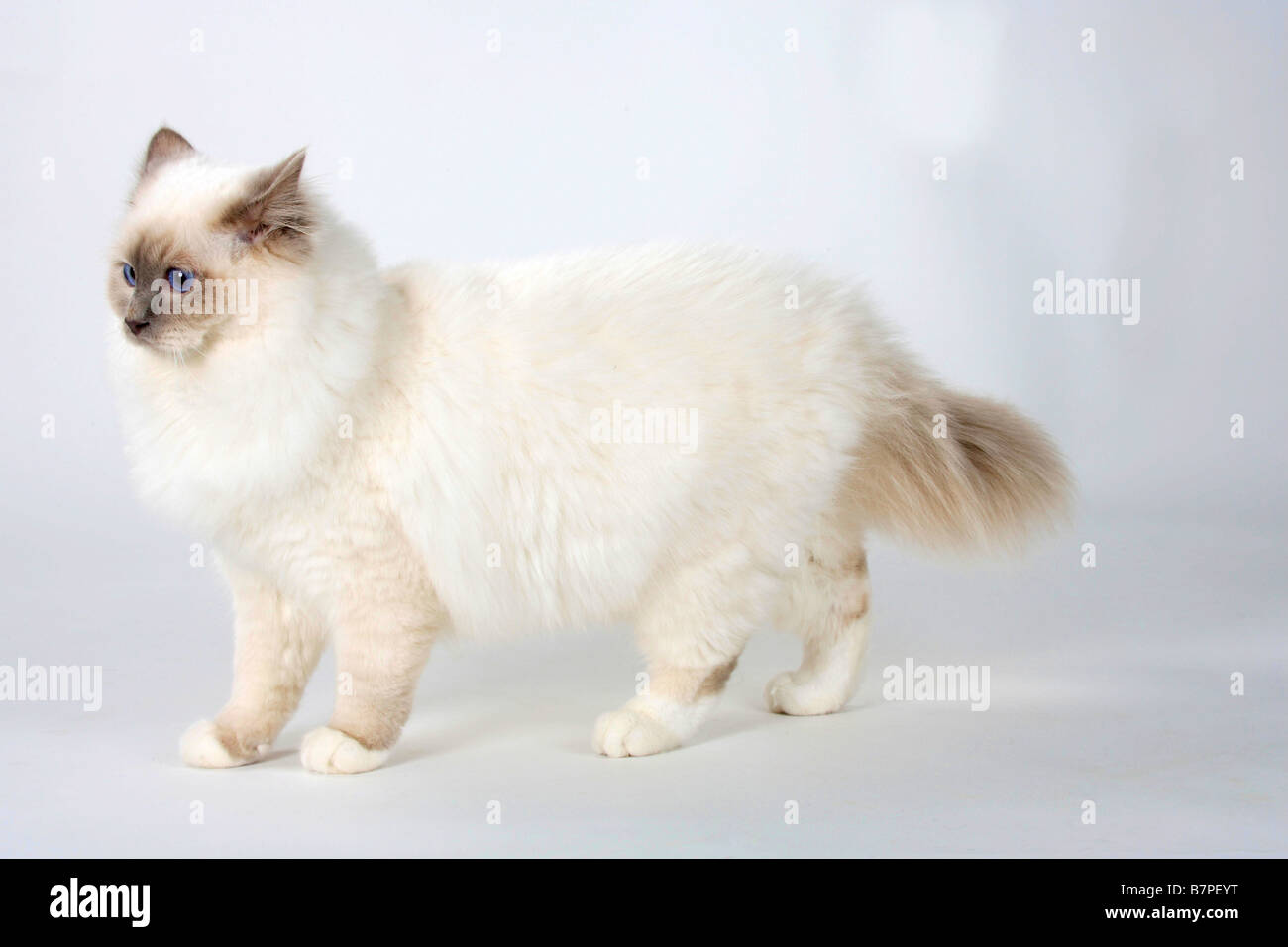 Sacred Cat Of Birma Lilac Point Tomcat 7 Month Birman Stock Photo Alamy