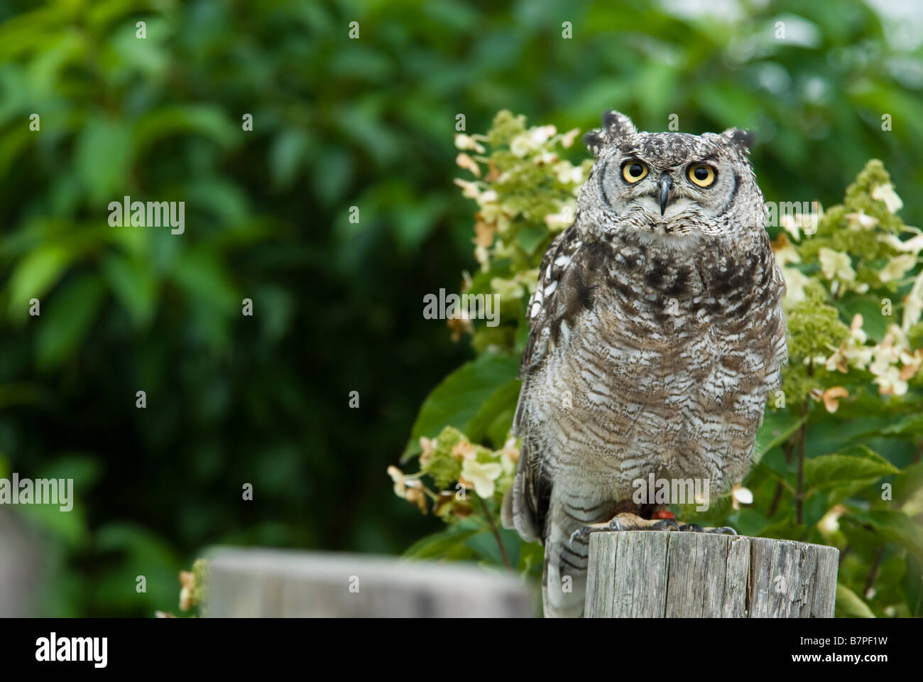 close up of a beautiful Eagle Owl bubo Stock Photo