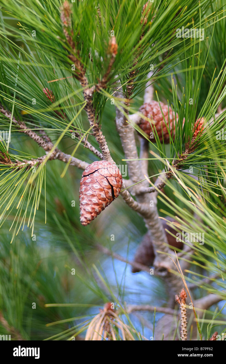 pine cones on a maritime pine Stock Photo