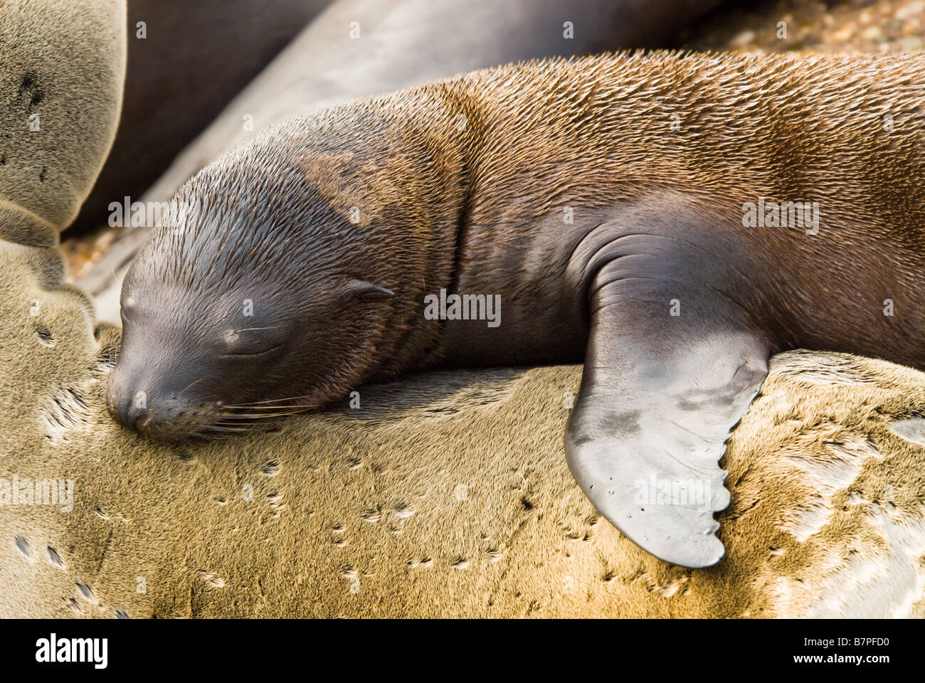 cute baby seal on mothers back Stock Photo