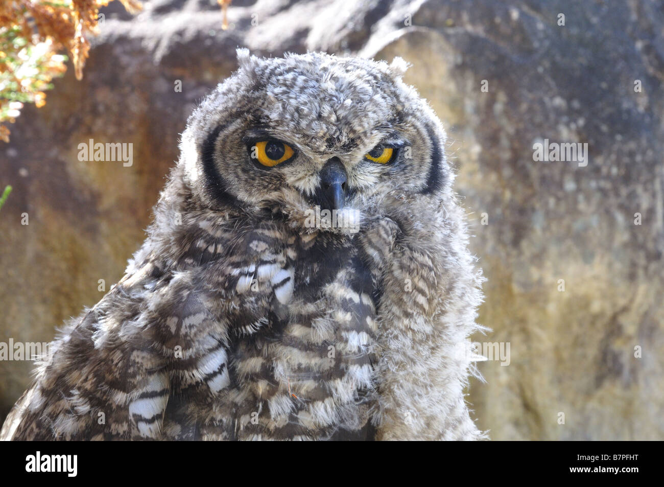 Juvenile Spotted Eagle Owl at Kirstenbosch Gardens Stock Photo