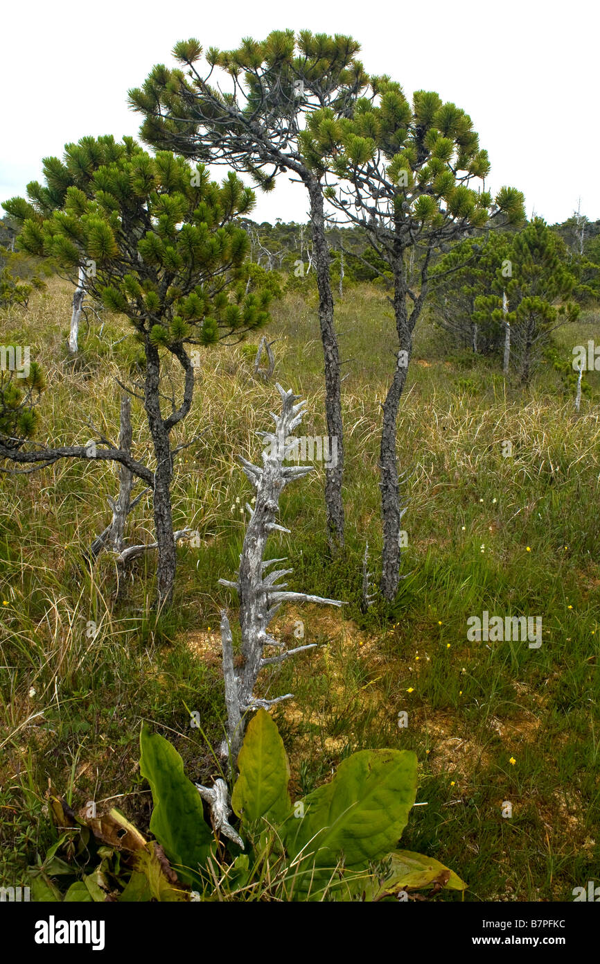British Columbia Stunted Tree Along The Bog Trail In Pacific Rim Stock Photo Alamy