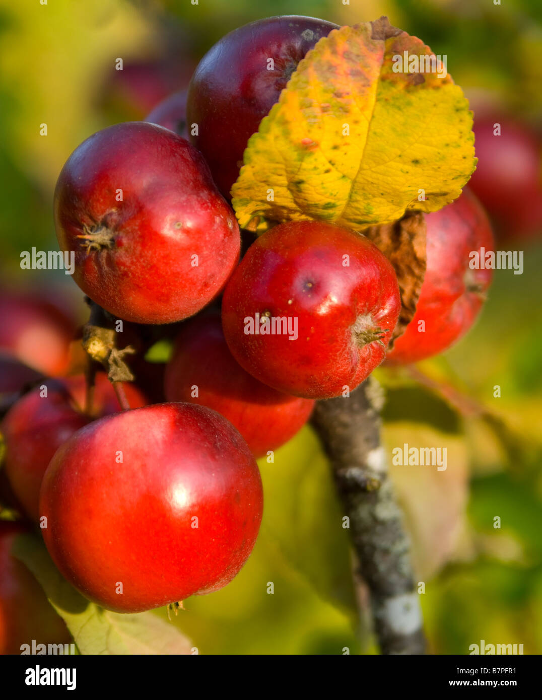 Heavy apple tree hires stock photography and images Alamy