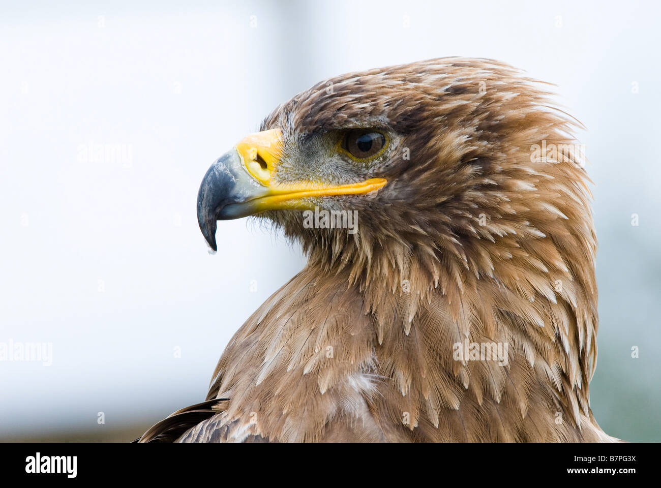 Cose Up Stock Photos Cose Up Stock Images Alamy