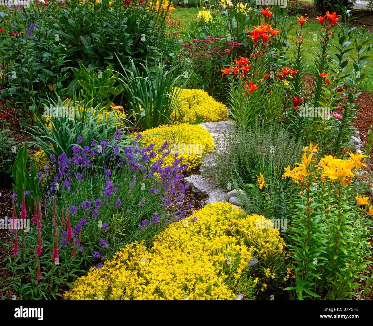 Vashon Island WA Summer garden with lilies lavender and sedum Stock