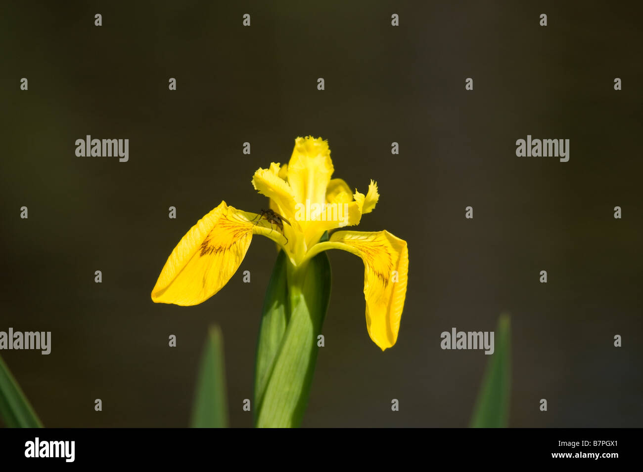 Yellow Flag Iris Stock Photo - Alamy