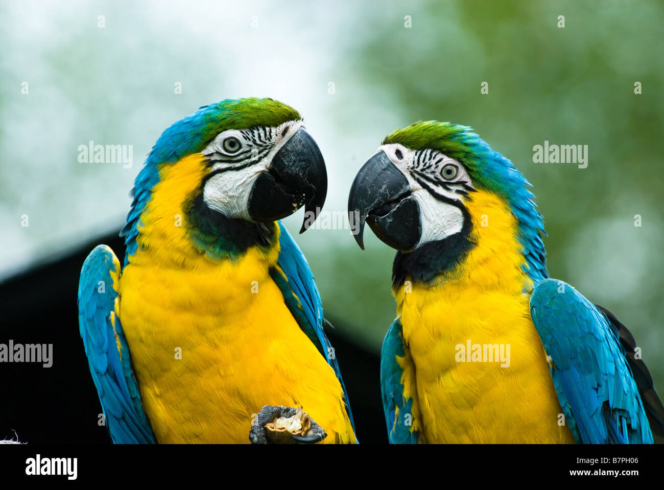 close up of a beautiful blue and yellow macaw's in love Ara ...