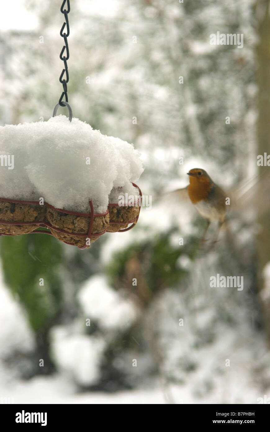 Robins feed from a snowcovered hanging bird feeder in a garden in