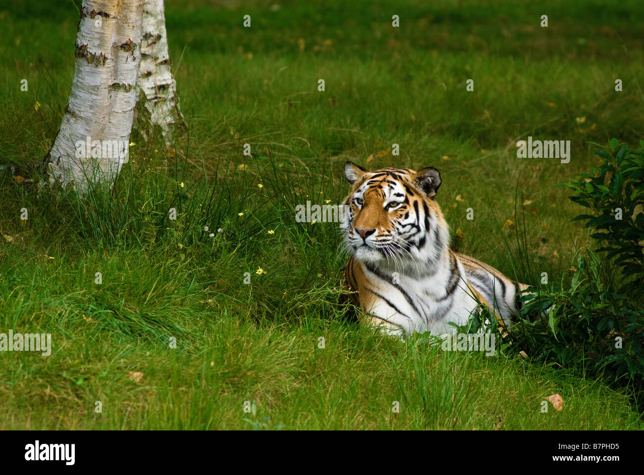 beautiful tiger resting on grass Stock Photo