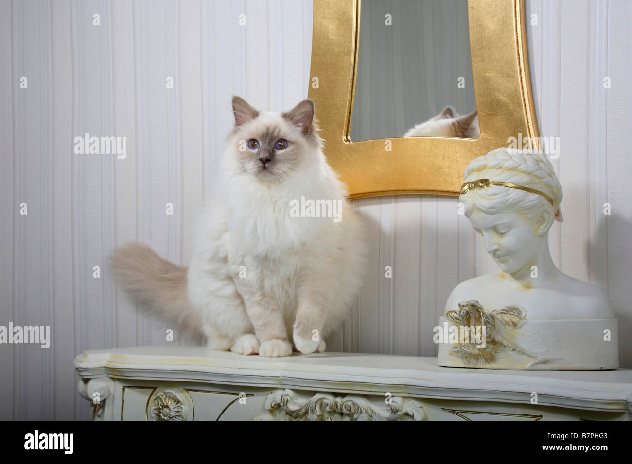 Sacred Cat Of Birma Lilac Point Tomcat 7 Month Birman Stock Photo Alamy