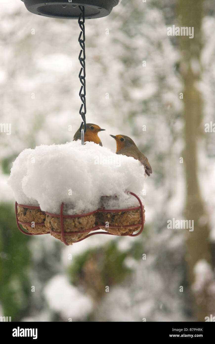 Robins feed from a snowcovered hanging bird feeder in a garden in