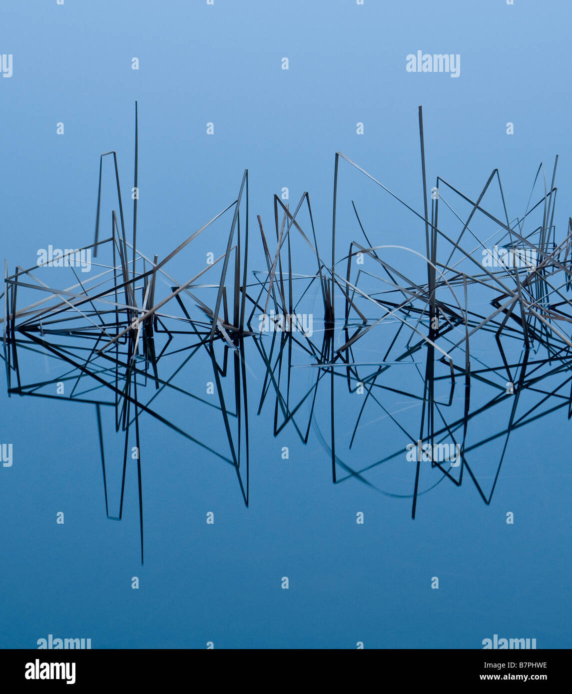 Perfect reflection of reeds in a freezing still pond Stock Photo Alamy