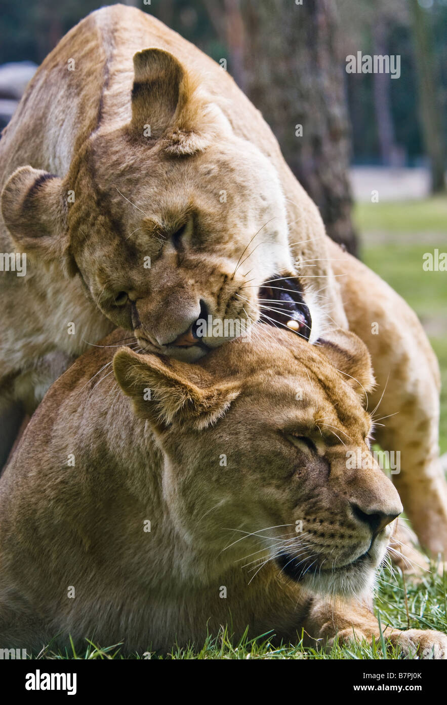 Dangerous Love Hi Res Stock Photography And Images Alamy