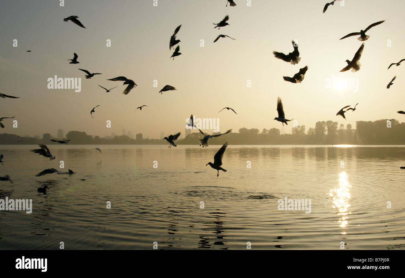 Circling seagulls hires stock photography and images Alamy