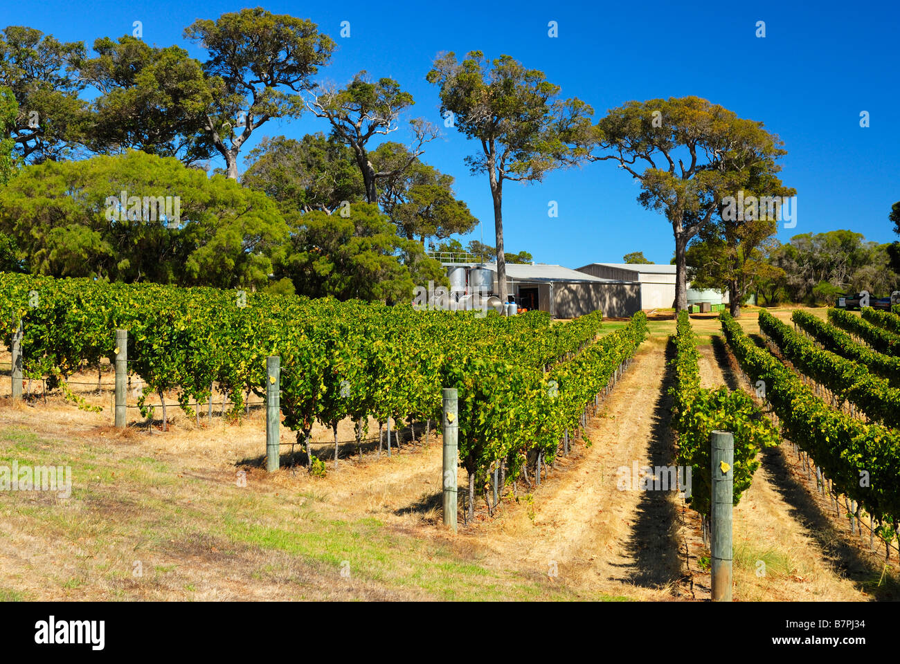 Vineyard in Margaret River Area of Western Australia Stock Photo