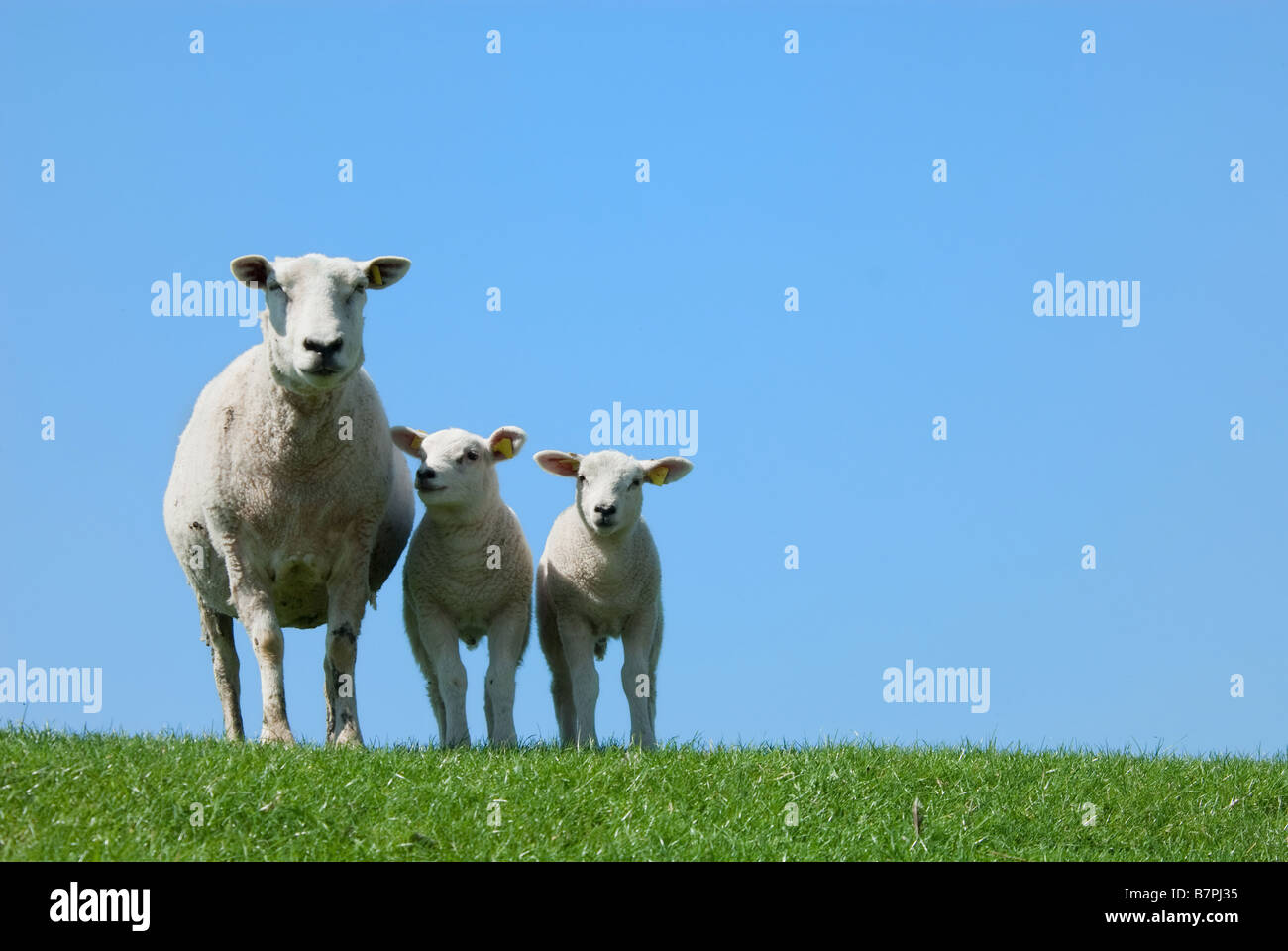 cute lambs in spring holland the netherlands Stock Photo - Alamy