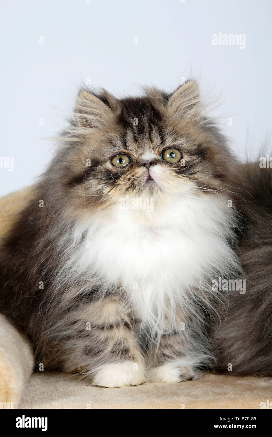 black and white persian cats