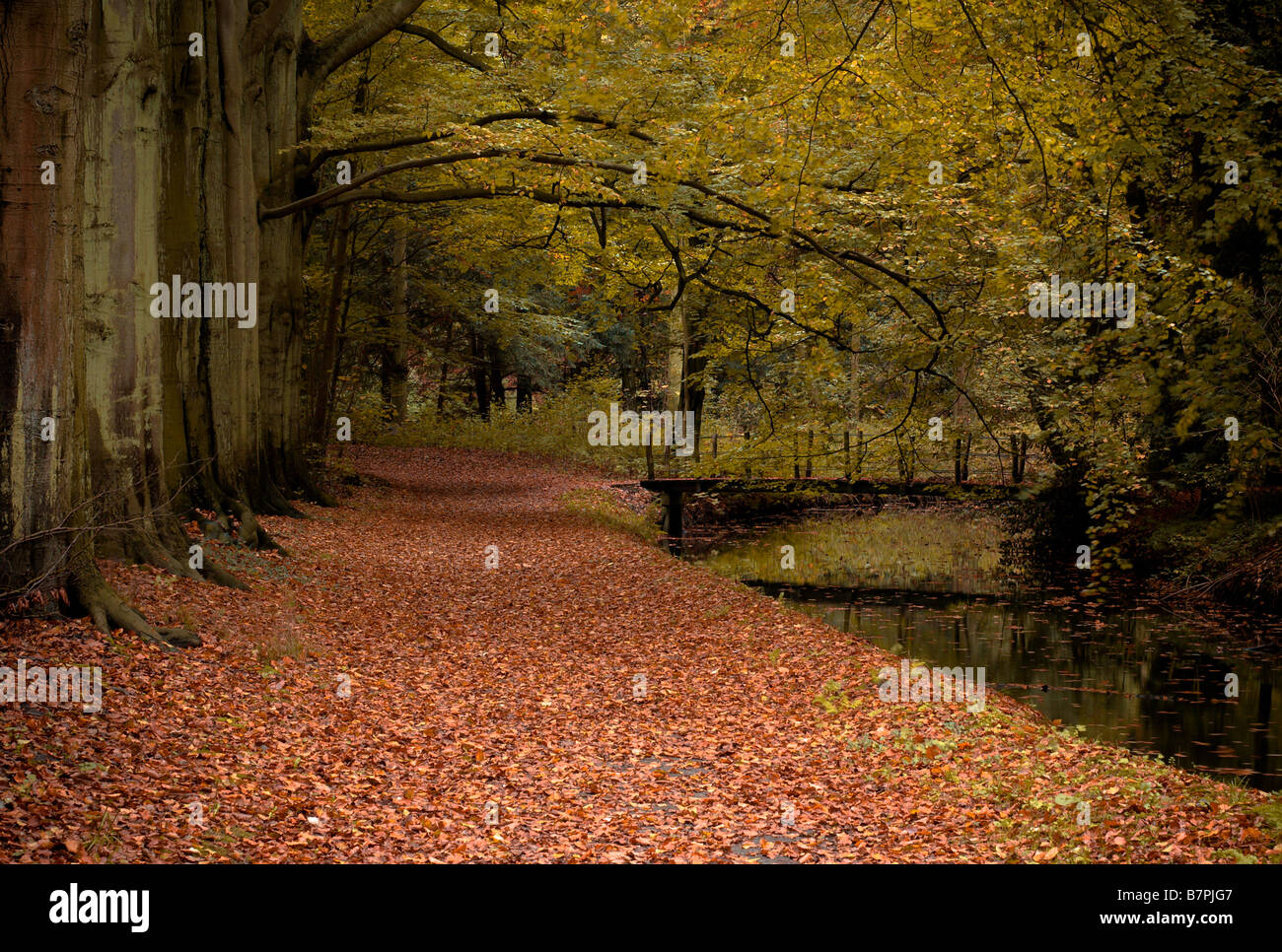 autumn colors in the forest Stock Photo - Alamy