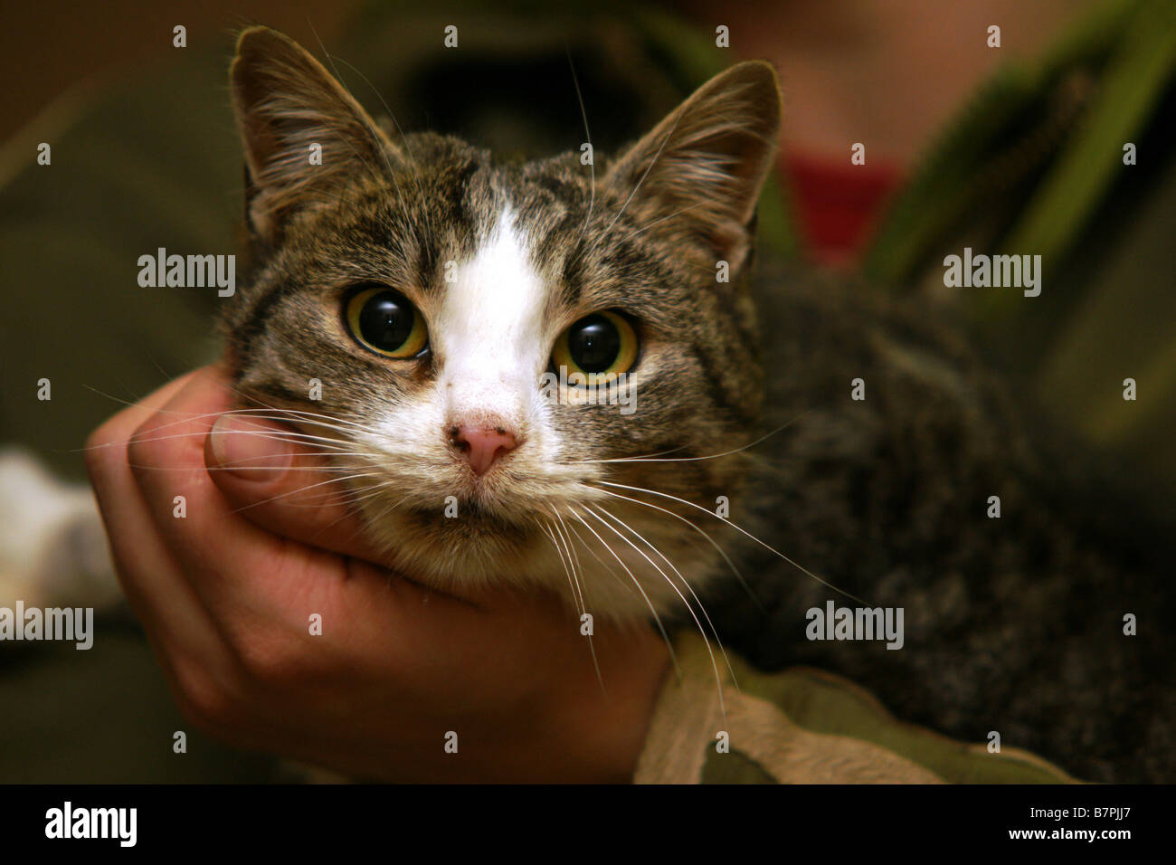 Girl holding cat in hands Stock Photo