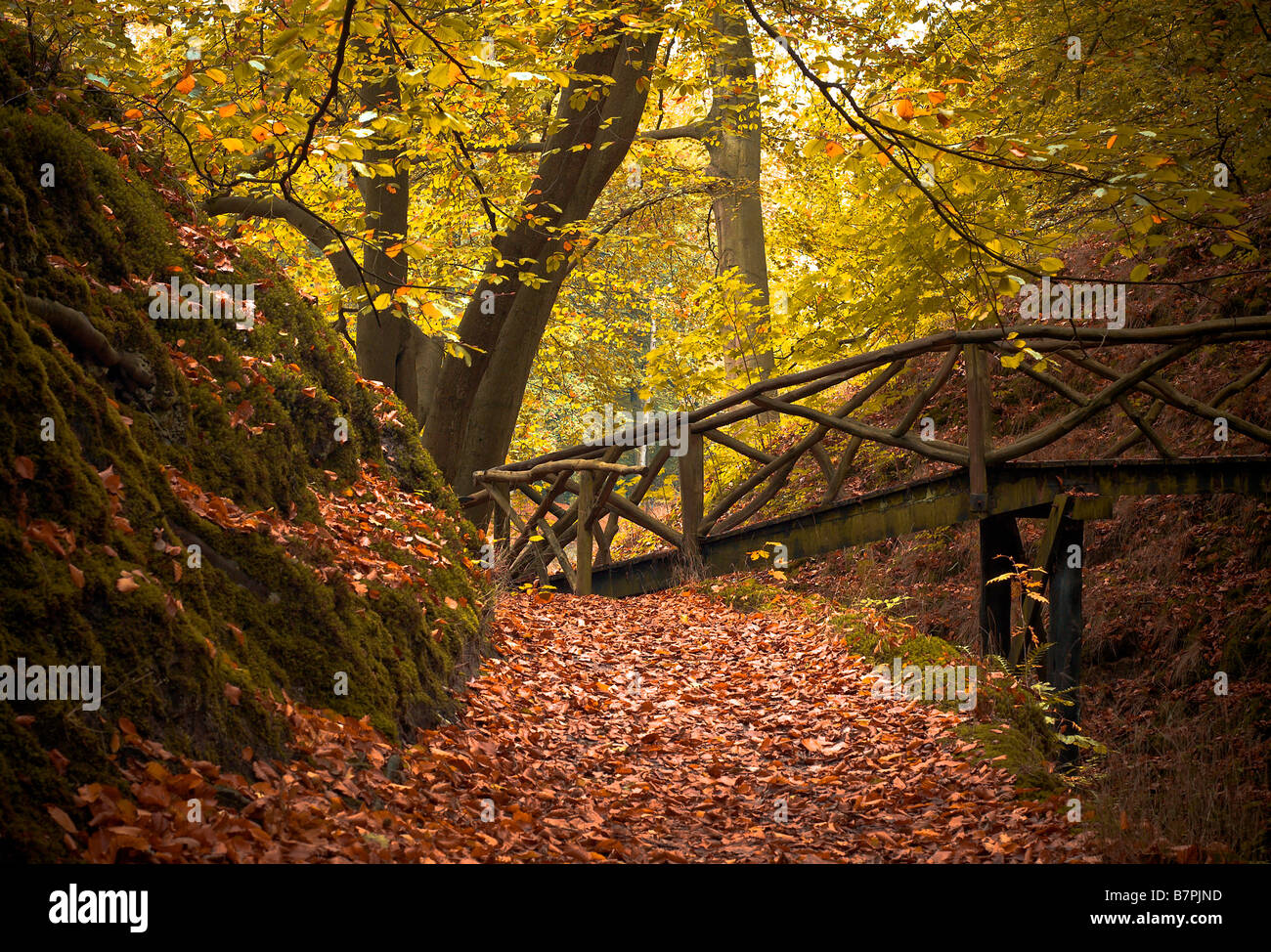 Beautiful autumn colors in the forest Stock Photo - Alamy