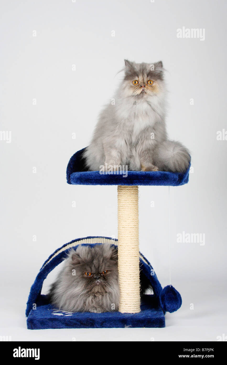 Persian Cats 5 month blue tortie smoke and tomcat blue smoke Stock Photo