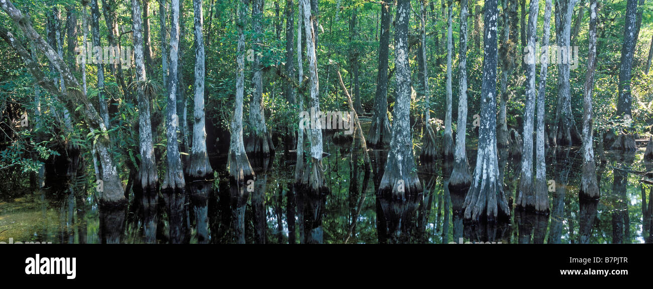 Panoramic of swamp in Big Cypress National Preserve in south Florida Stock Photo