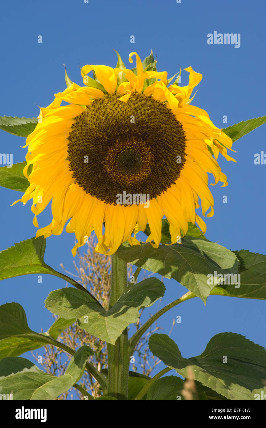 Sunflower, Helianthus anuus, Dorset. Stock Photo