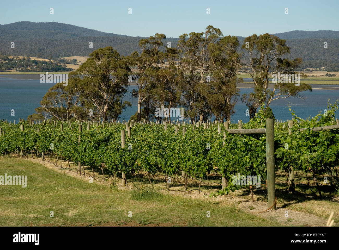 Tamar Valley vineyard , Rosevears , Tasmania Stock Photo Alamy