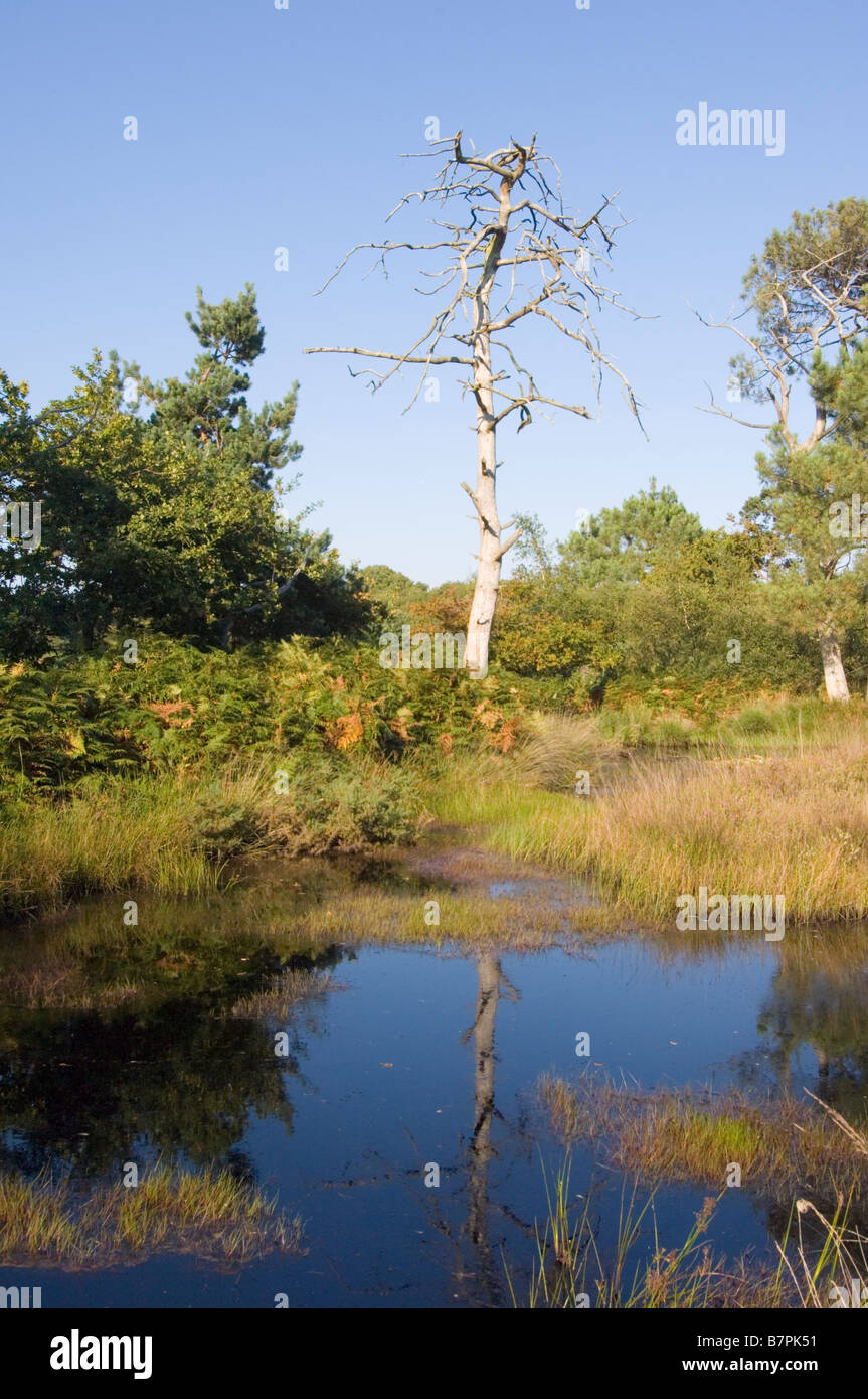 Pond and bog habitat on a lowland heath with a dead Scots pine tree, Pinus sylvestris, at  Arne Heath, Isle of Purbeck, Dorset. Stock Photo