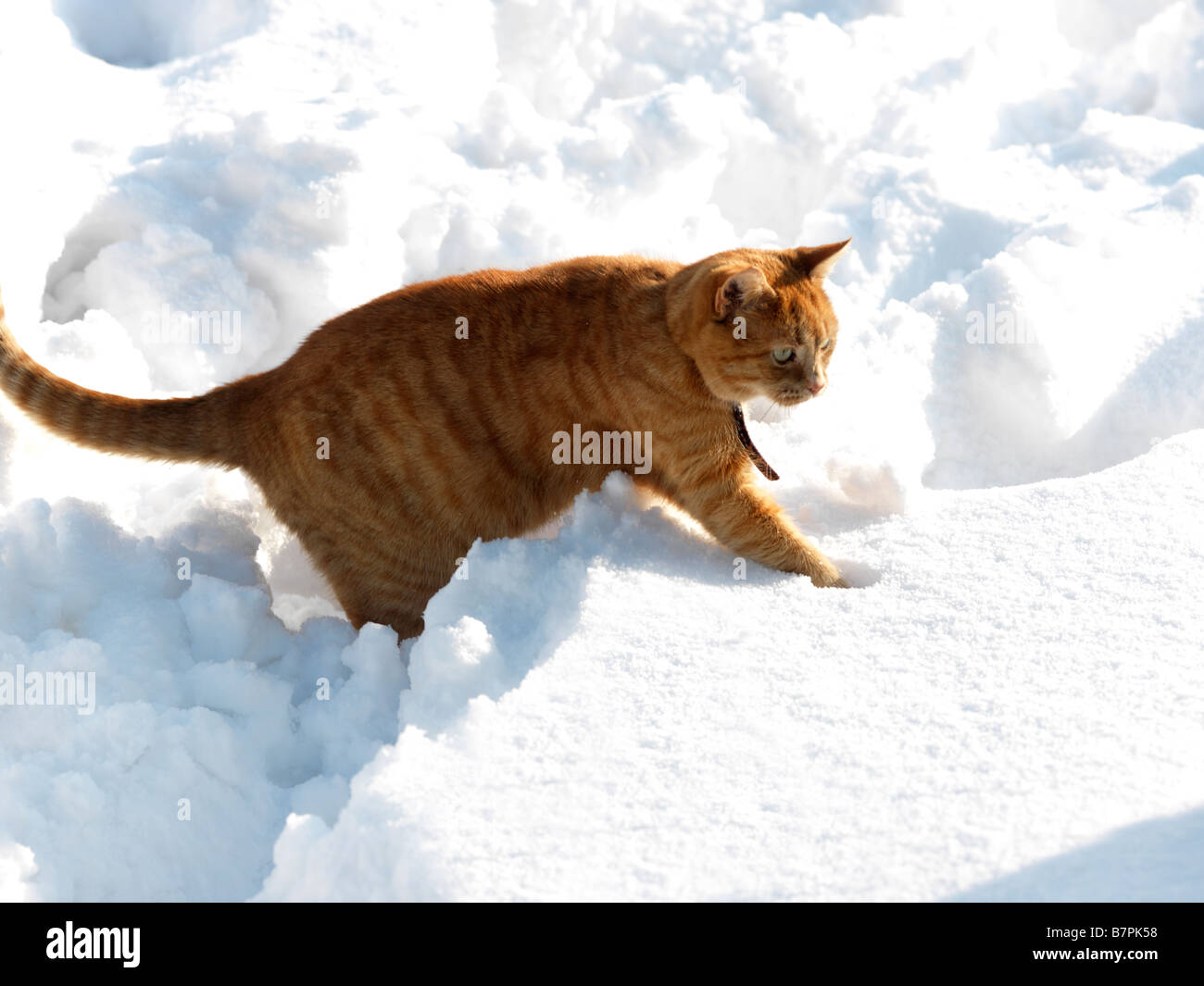 Ginger Cat Jumping in Deep Snow Stock Photo