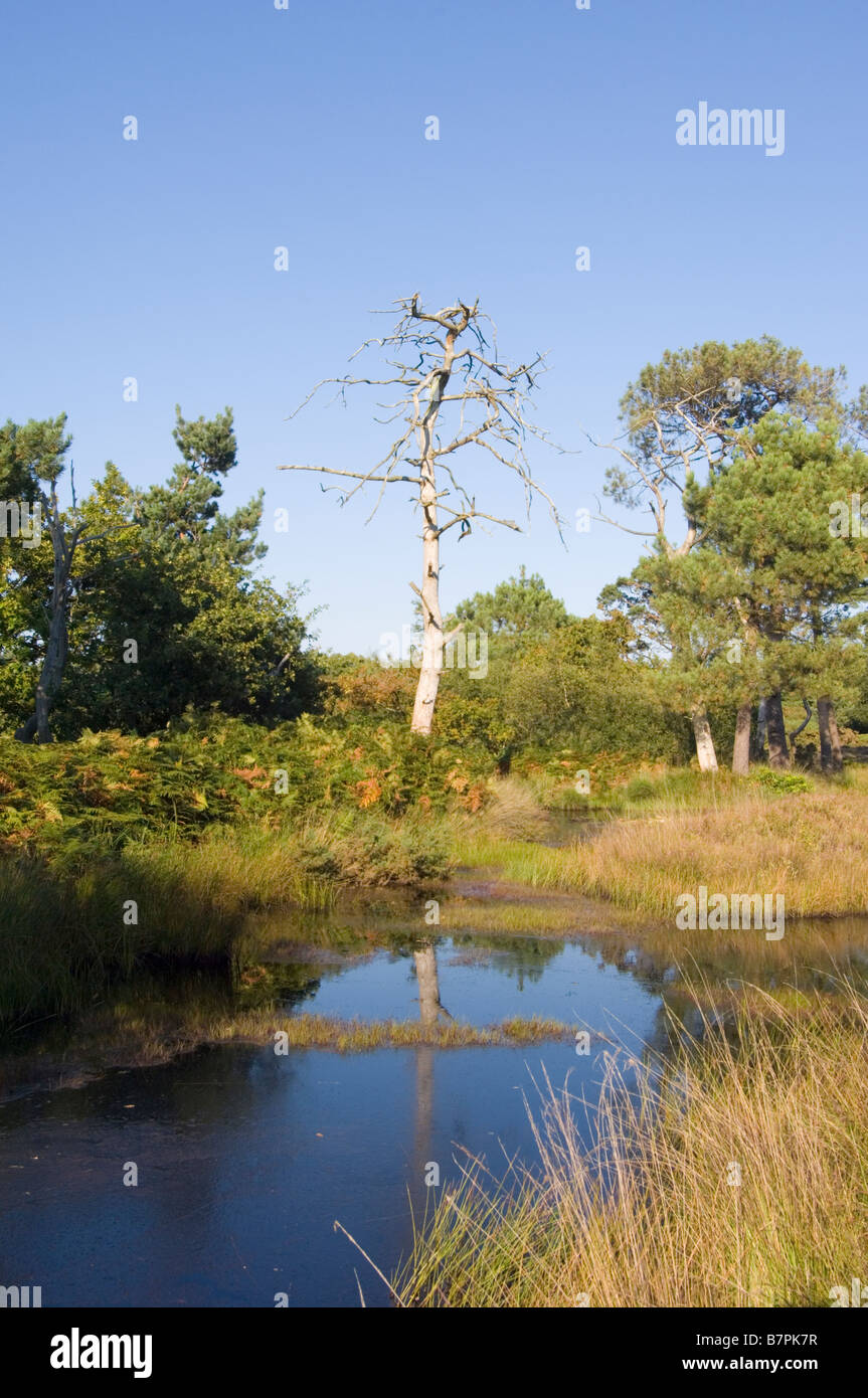 Pond and bog habitat on a lowland heath with a dead Scots pine tree, Pinus sylvestris, at  Arne Heath, Isle of Purbeck, Dorset. Stock Photo