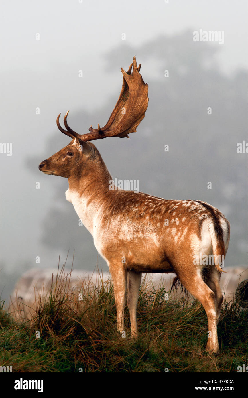 A young Buck Fallow Deer stands powerfully in the dawn mist Stock Photo