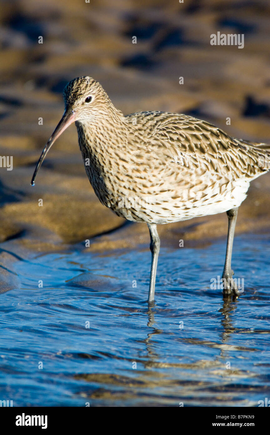 shore-wildlife-hi-res-stock-photography-and-images-alamy