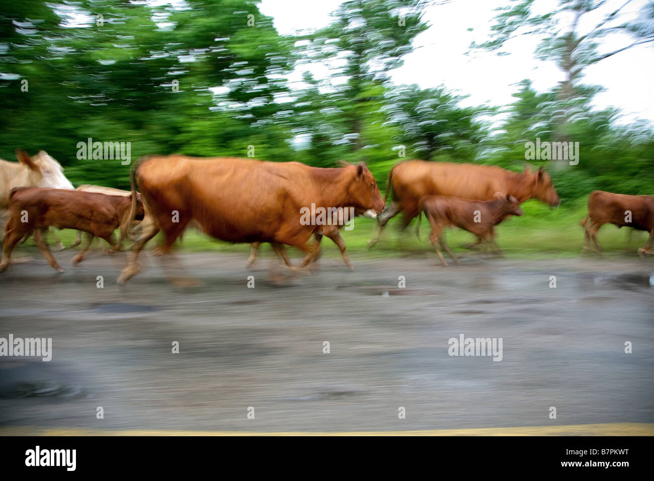 cattle run up the highway, Scotsville, Cape Breton Island, Nova Scotia
