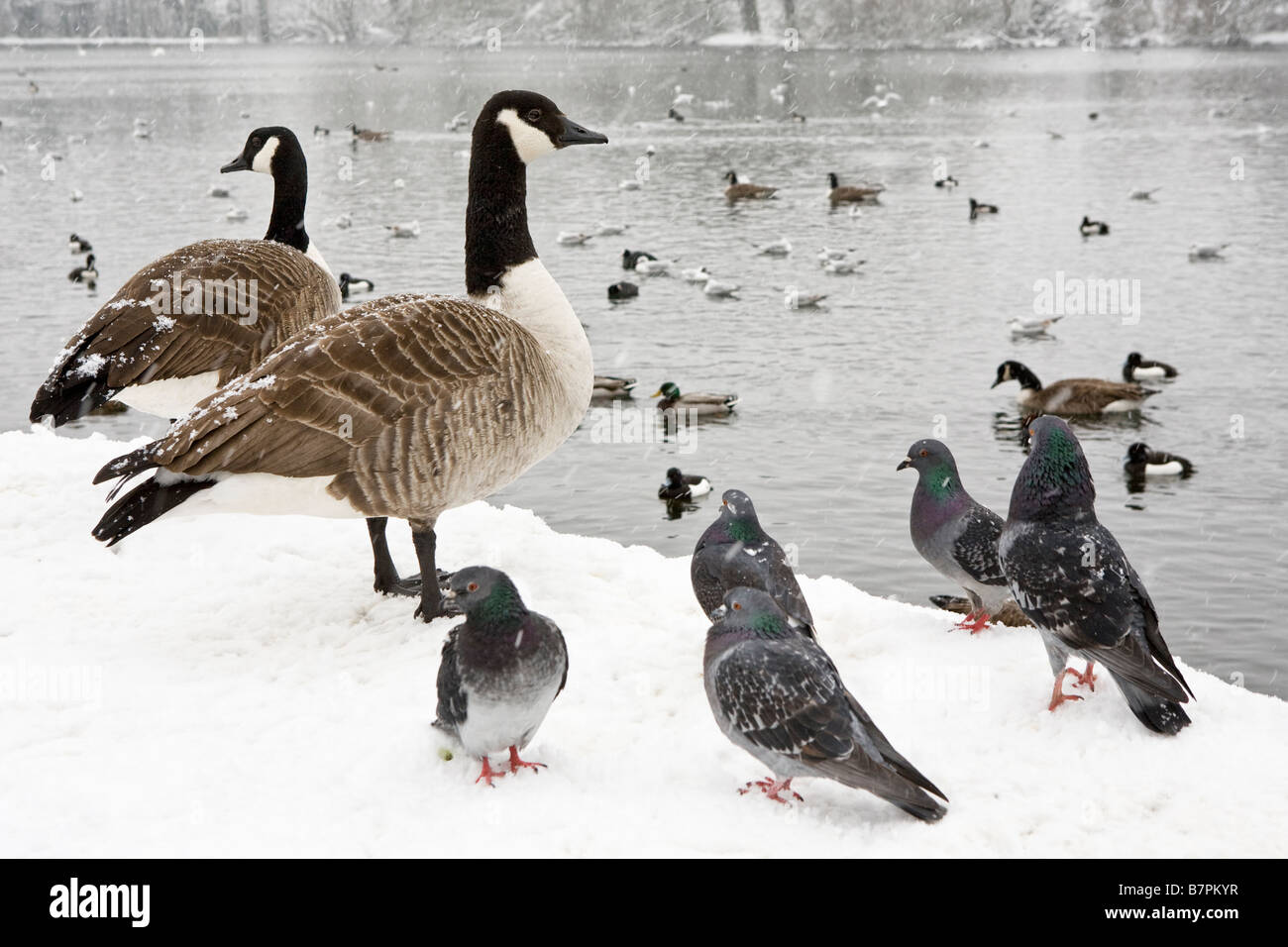 pigeons-geese-and-other-birds-on-the-edge-of-a-pond-after-heavy-snowfall-B7PKYR.jpg