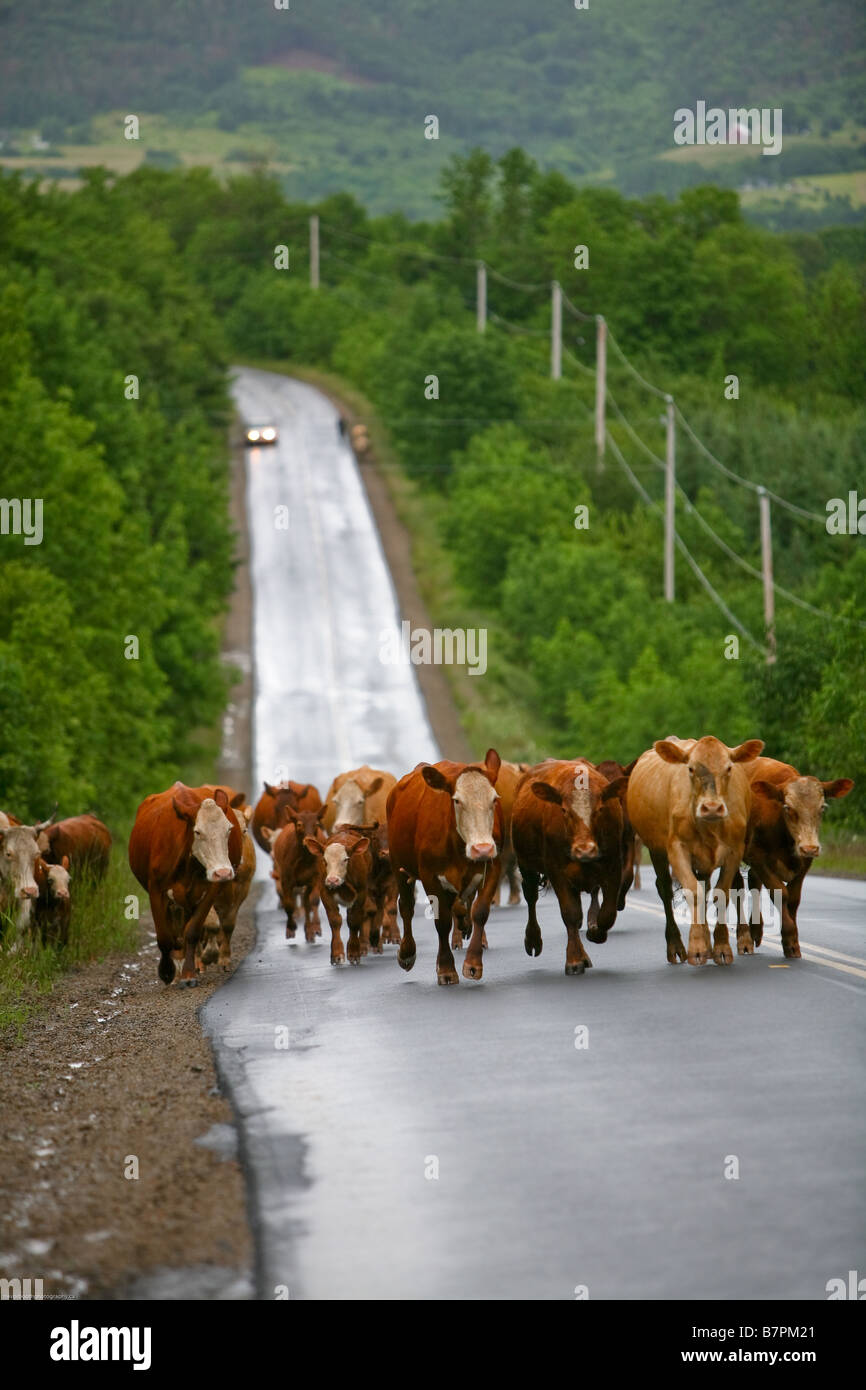 Cattle run hires stock photography and images Alamy