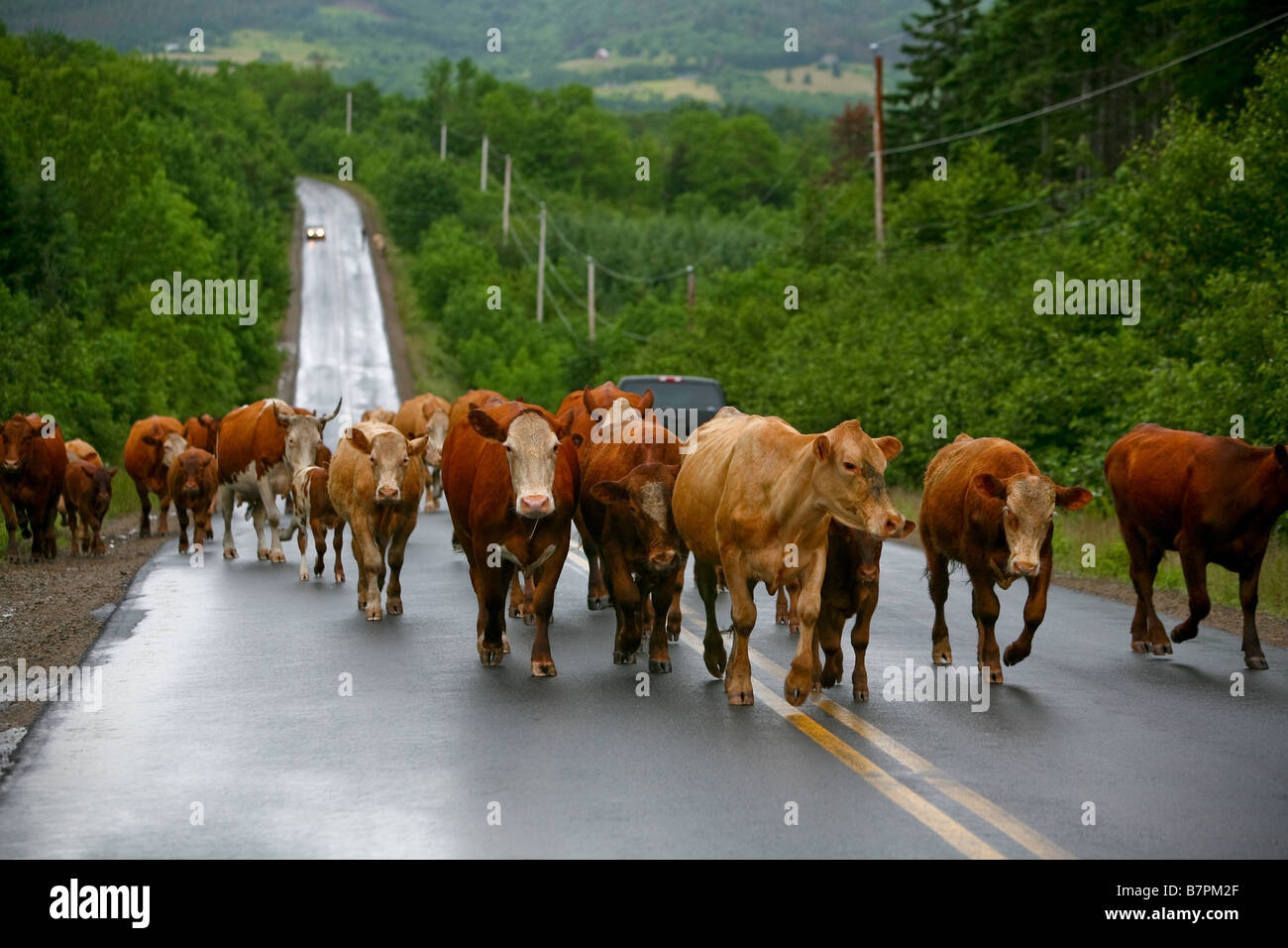 Cattle run hires stock photography and images Alamy