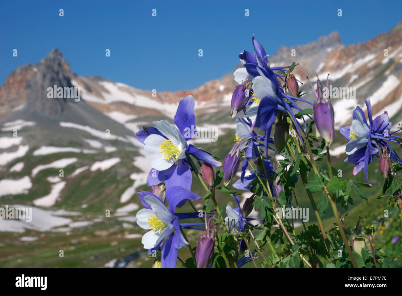 columbine wildflowers blanket a meadow above the high alpine Ice Lakes basin in the san juan mountains of colorado Stock Photo