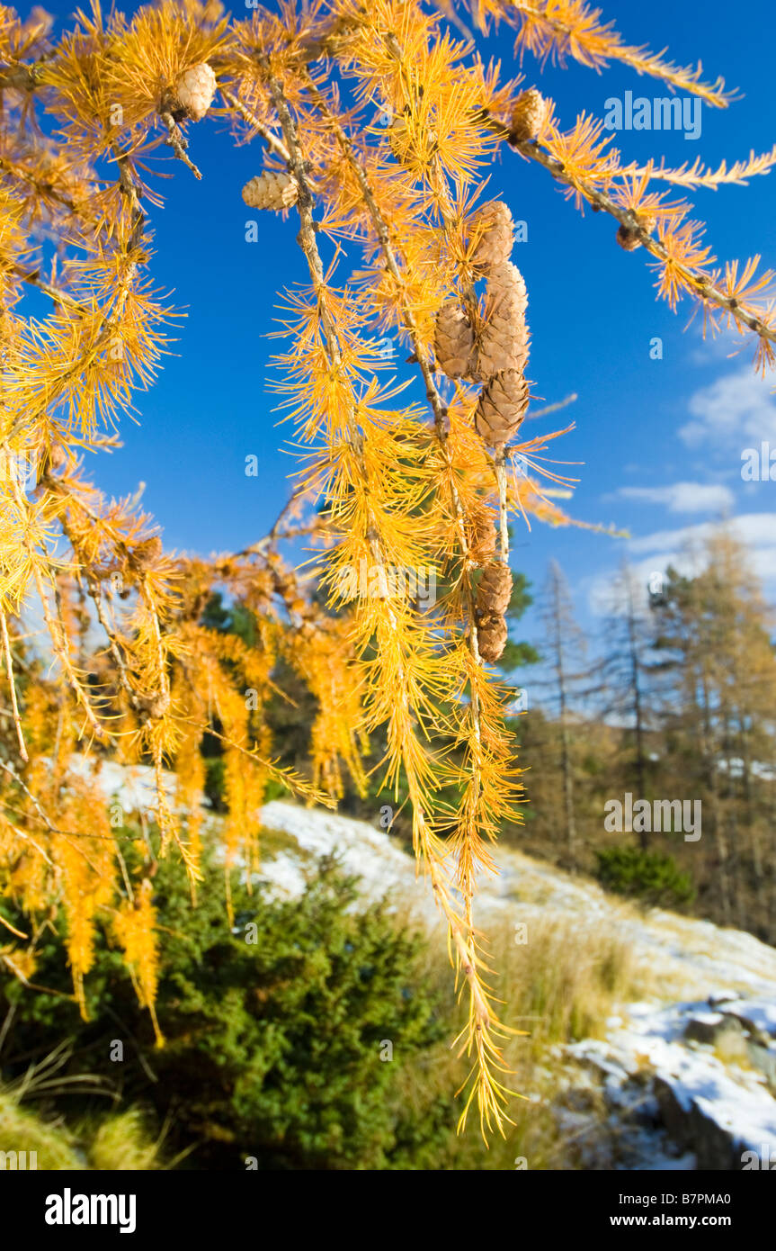 Larch, Larix decidua, trees in autumn at Glen Gairn, Aberdeenshire. Stock Photo