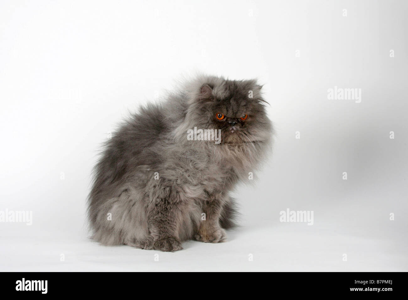 Persian Cat tomcat blue smoke Stock Photo