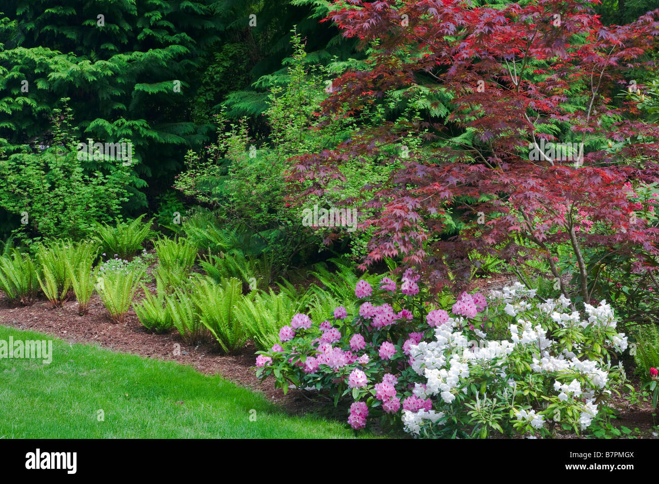 Vashon Island WA: Pacific Northwest forest garden featuring flowering rhododendrons Japanese maples and sword ferns Stock Photo