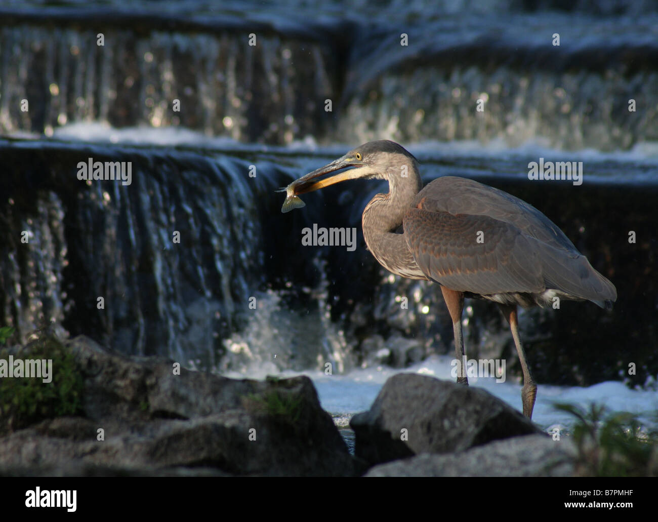 Great Blue Heron with Fish in Mouth Stock Photo