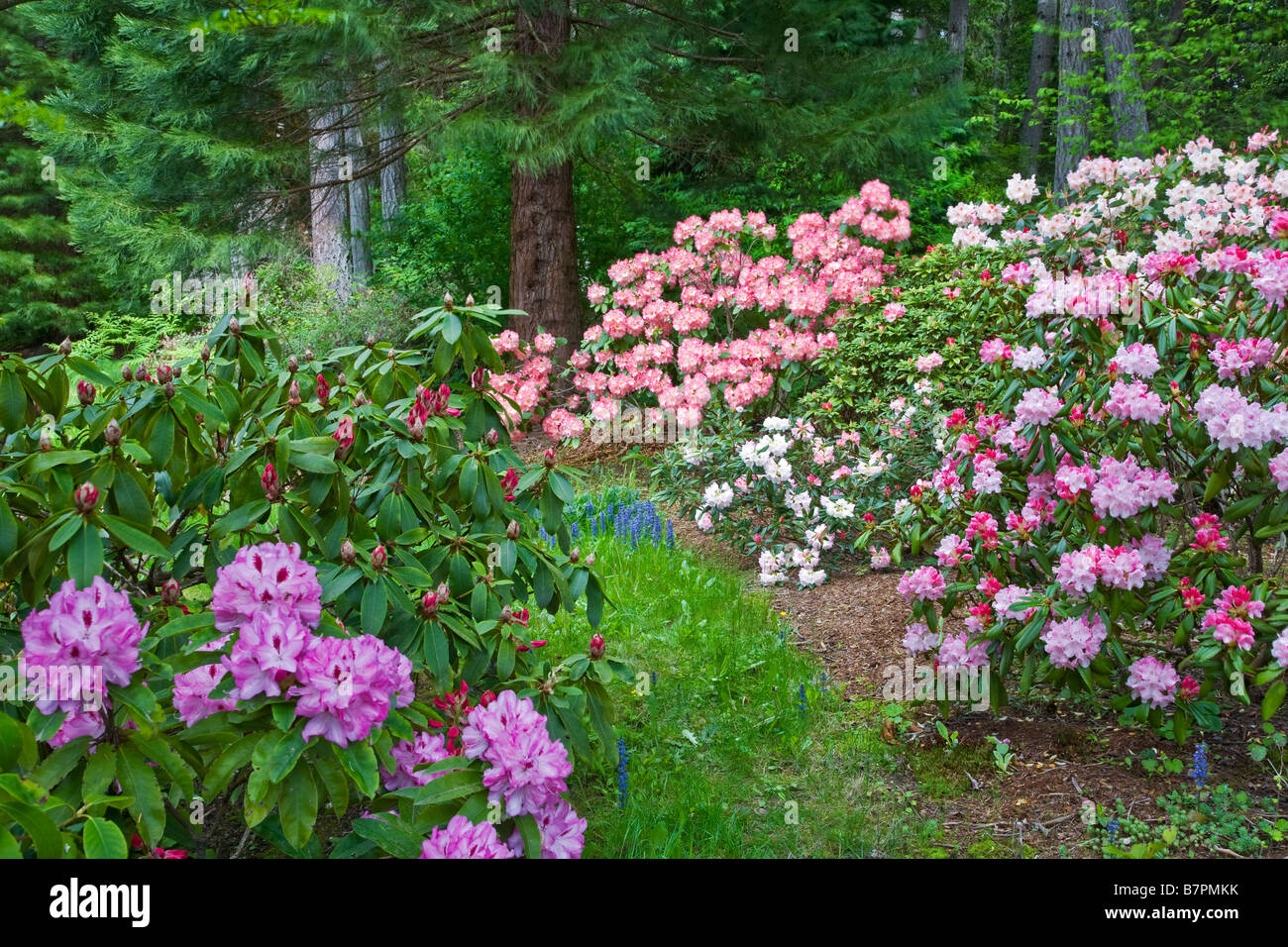 Vashon Island WA Path in a Pacific Northwest forest garden featuring flowering rhododendrons Stock Photo