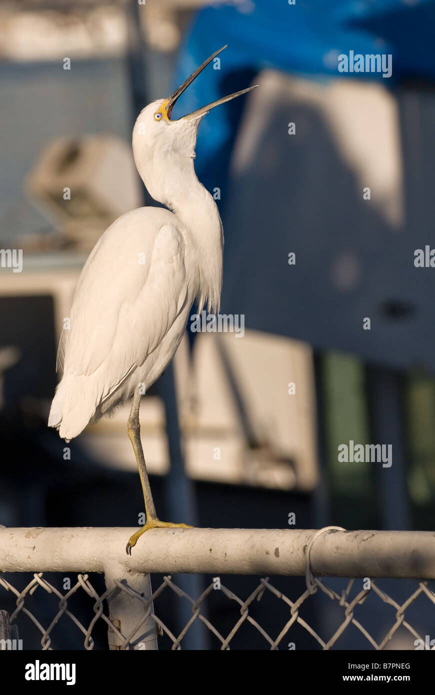 Snowy Egret squawking to protect territory.  Stock Photography by cahyman. Stock Photo