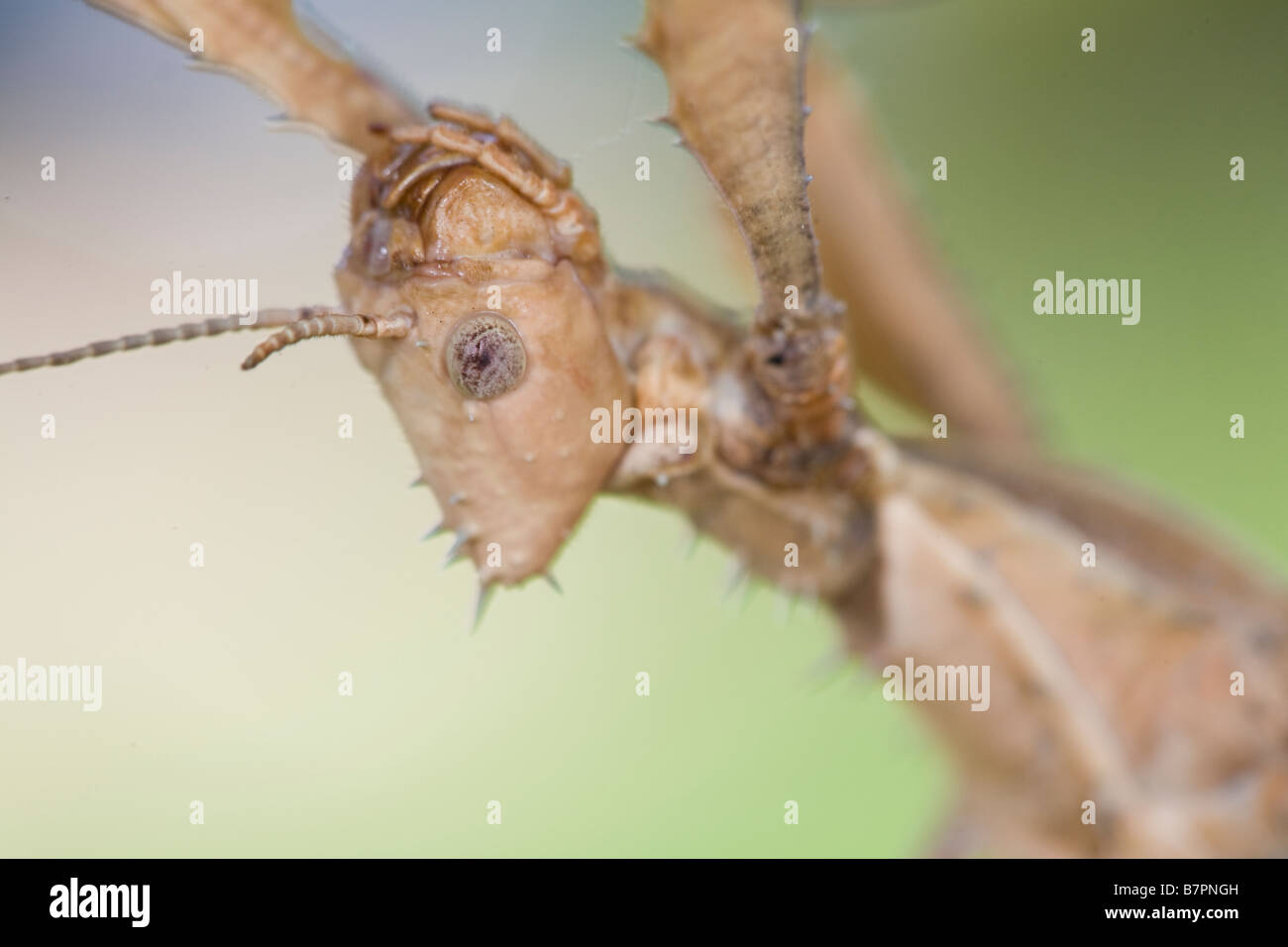 A captive female MacLeay's Specter, Extatosoma tiaratum, hangs upside down from a branch in Montecito, California, United States Stock Photo