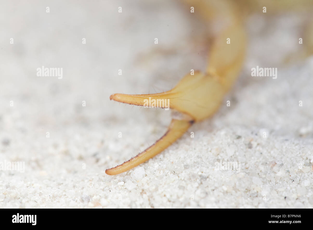 The pedipalp or claw of a captive Desert Hairy Scorpion, Hadrurus arizonensis, Montecito, California, United States of America Stock Photo