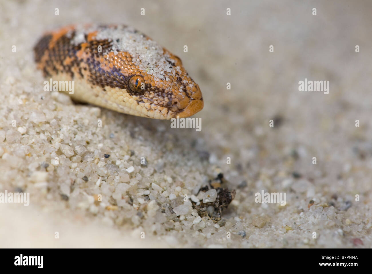 A captive Kenyan Sand Boa, Gongylophis colubrinus, hides in a sand bed in Montecito, California, United States of America Stock Photo